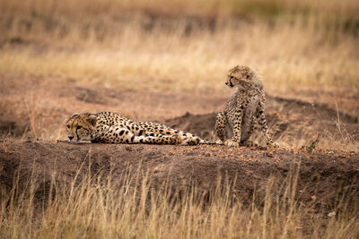 Cub sits beside mother lying on mound