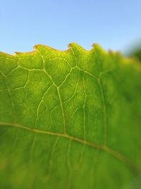 Close-up of green leaves