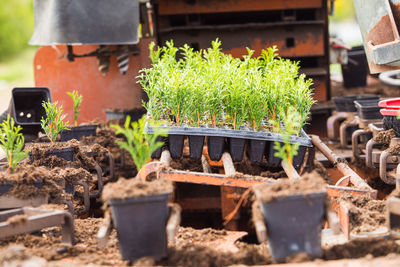 Potted plants on field