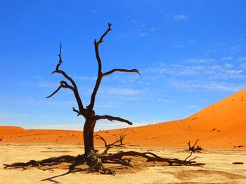 Bare tree on sand dunes against sky