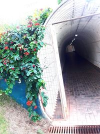 High angle view of plants