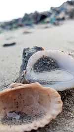 Close-up of seashell on beach