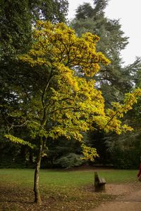 Trees in park against sky