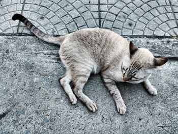 High angle view of a cat resting on footpath