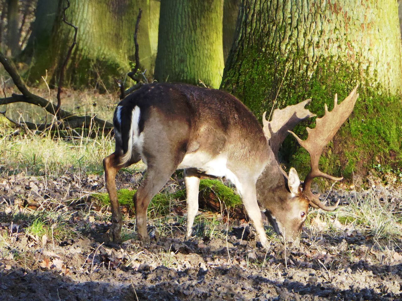 SIDE VIEW OF HORSE IN FOREST