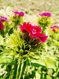 Close-up of pink flowers