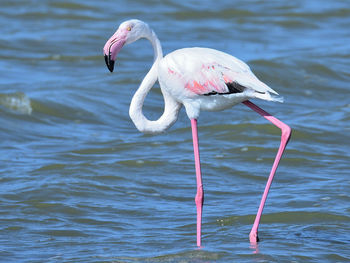 Bird life at salt flat