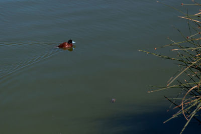 High angle view of duck swimming in lake