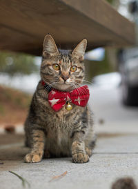 Close-up portrait of cat