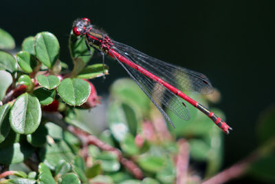 Close-up of red dragonfly on plant