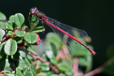 Close-up of dragonfly on plant