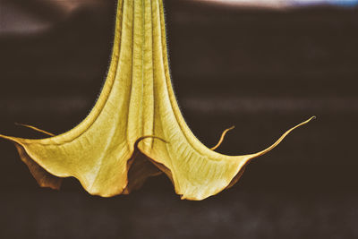 Close-up of dry leaf against white background