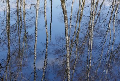 Close-up of bare trees against sky