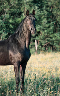 Horse standing in a forest