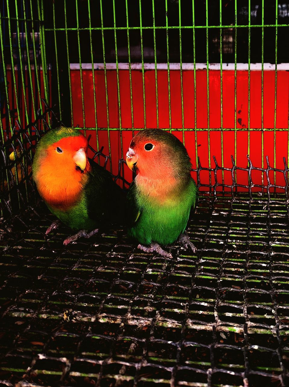 animal themes, animal, bird, cage, group of animals, pet, birdcage, lovebird, parrot, animal wildlife, no people, animals in captivity, metal, parakeet, beak, two animals, red, trapped, nature, close-up