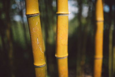 Close-up of bamboo on metal structure in forest