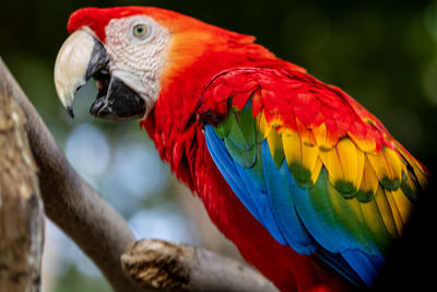 pet