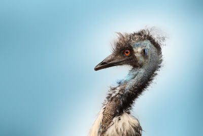 Close-up of a bird against clear blue sky