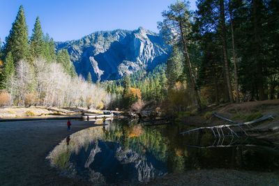 Scenic view of lake in forest