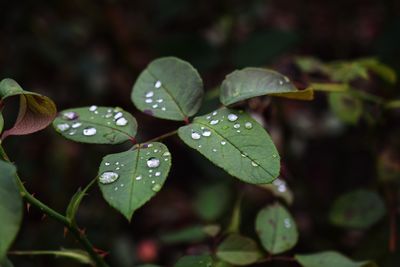 Close-up of wet plant