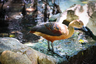 Close-up of duck on rock by lake