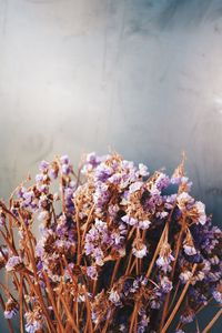 Close-up of wilted flowers