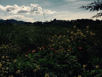 Scenic view of field against cloudy sky