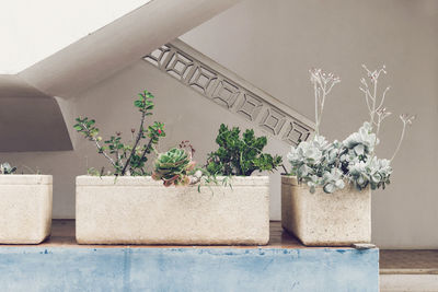 Potted plant against wall