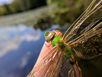 Close-up of insect against blurred background