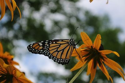 Close-up of butterfly pollinating on flower