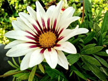 Close-up of white flowering plant