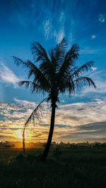 Tree on landscape against sky at sunset