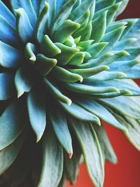 Close-up of succulent plant