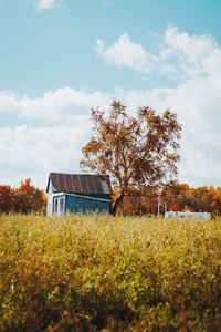 Trees growing on field against sky