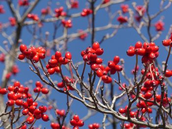 Red berries growing on tree