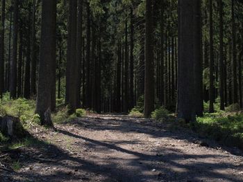 Trees in forest