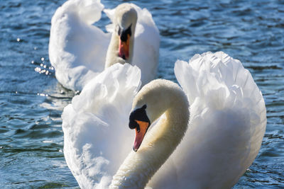 Swan floating on lake