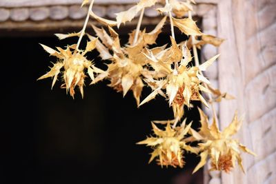 Close-up of dry leaves on tree during autumn