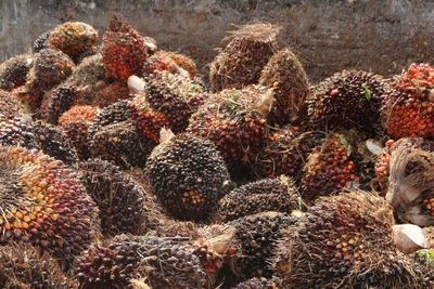 Close-up of coral in sea