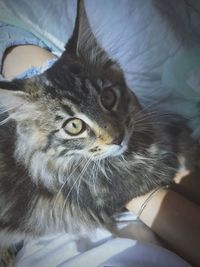 Close-up portrait of cat relaxing on bed at home