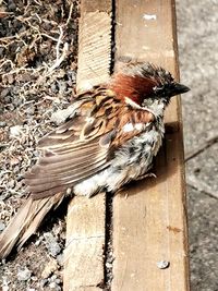 High angle view of bird perching on wood