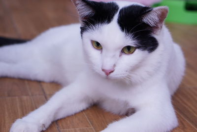 Close-up portrait of a cat