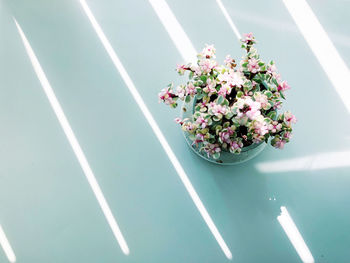 High angle view of pink flowering plant