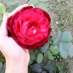 Close-up of hand holding rose