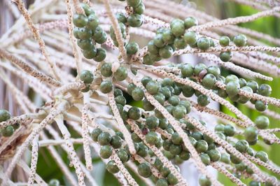 Full frame shot of succulent plant