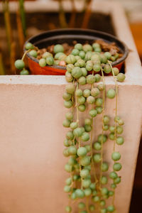 Close-up of plant in the garden 