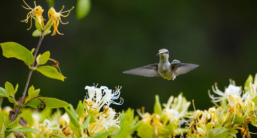 Hummingbird flying over plants