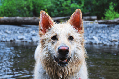 Close-up portrait of a dog