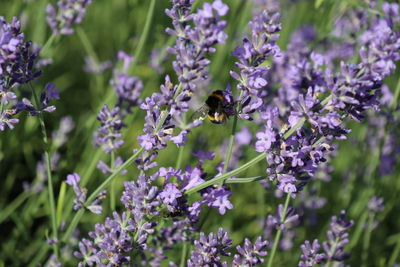 Bee pollinating on purple flowering plant