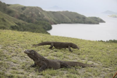 Komodo dragons on grassy field